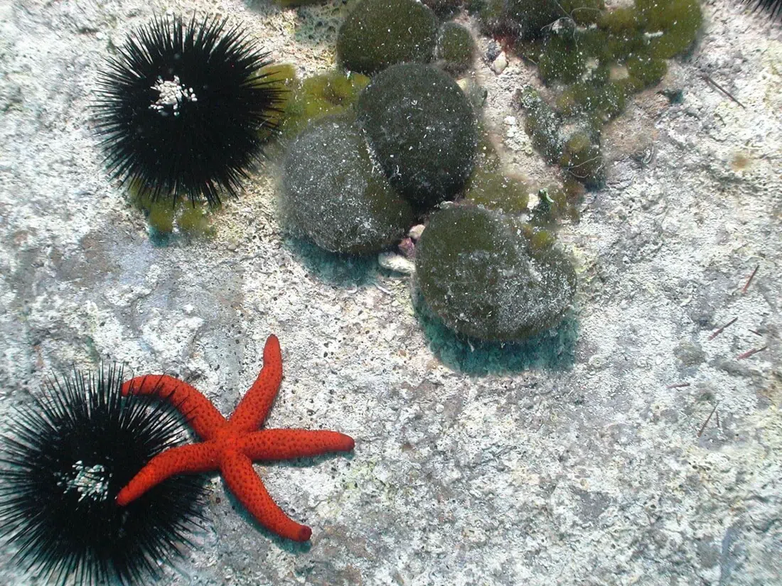Abyss Diving Center, Dubrovnik